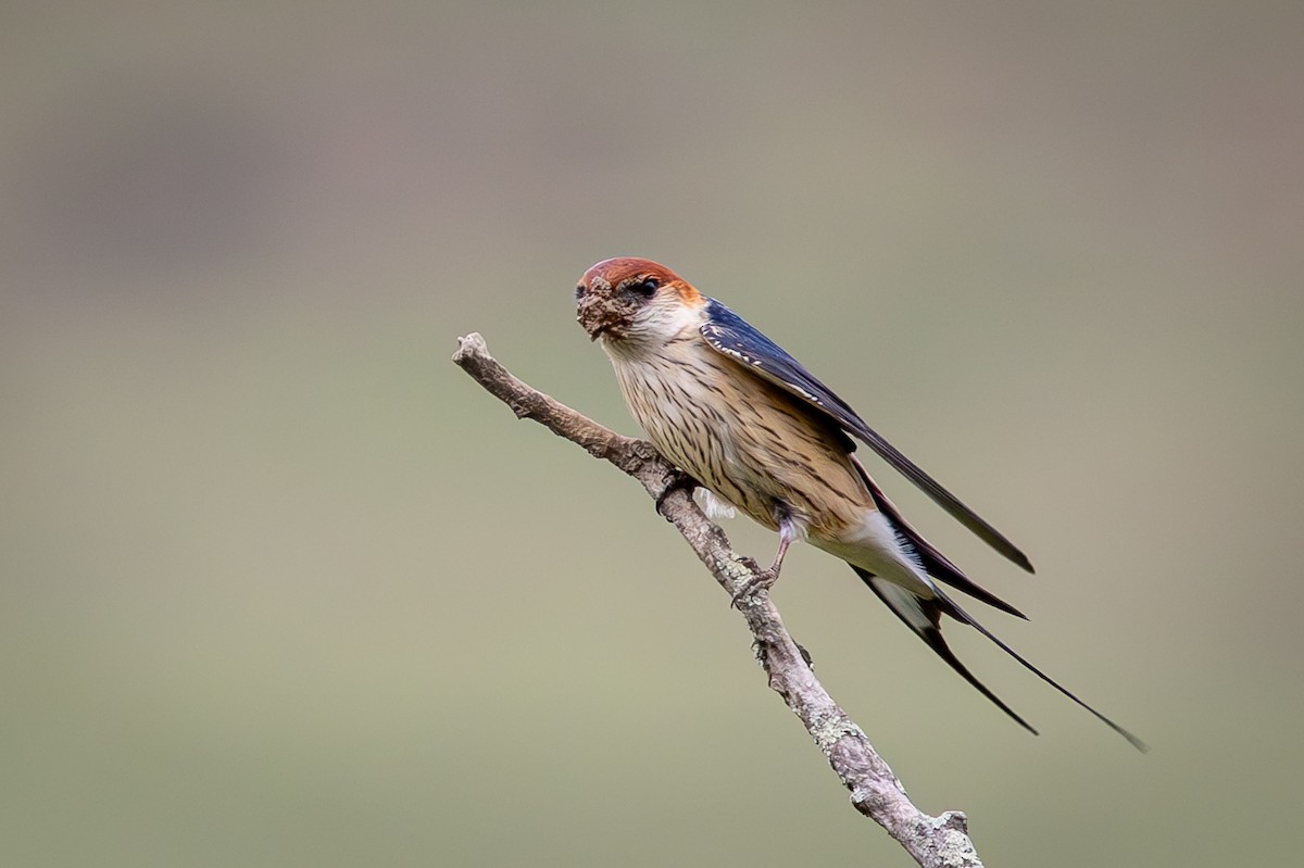 Greater Striped Swallow - ML644999461
