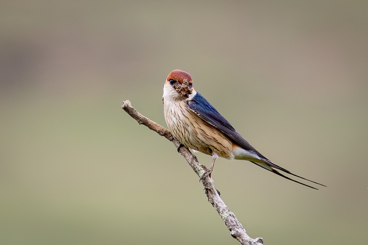 Greater Striped Swallow - ML644999462