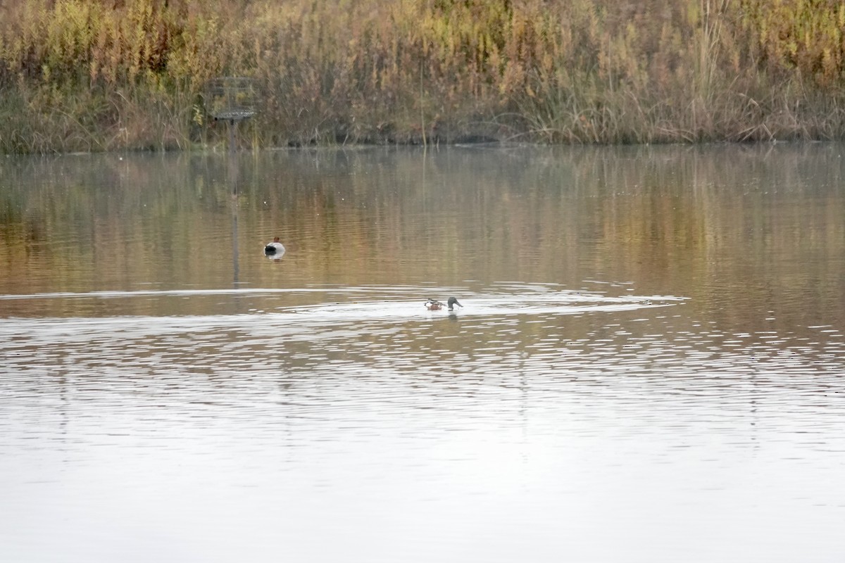 Ahate mokozabal zuria - ML644999486