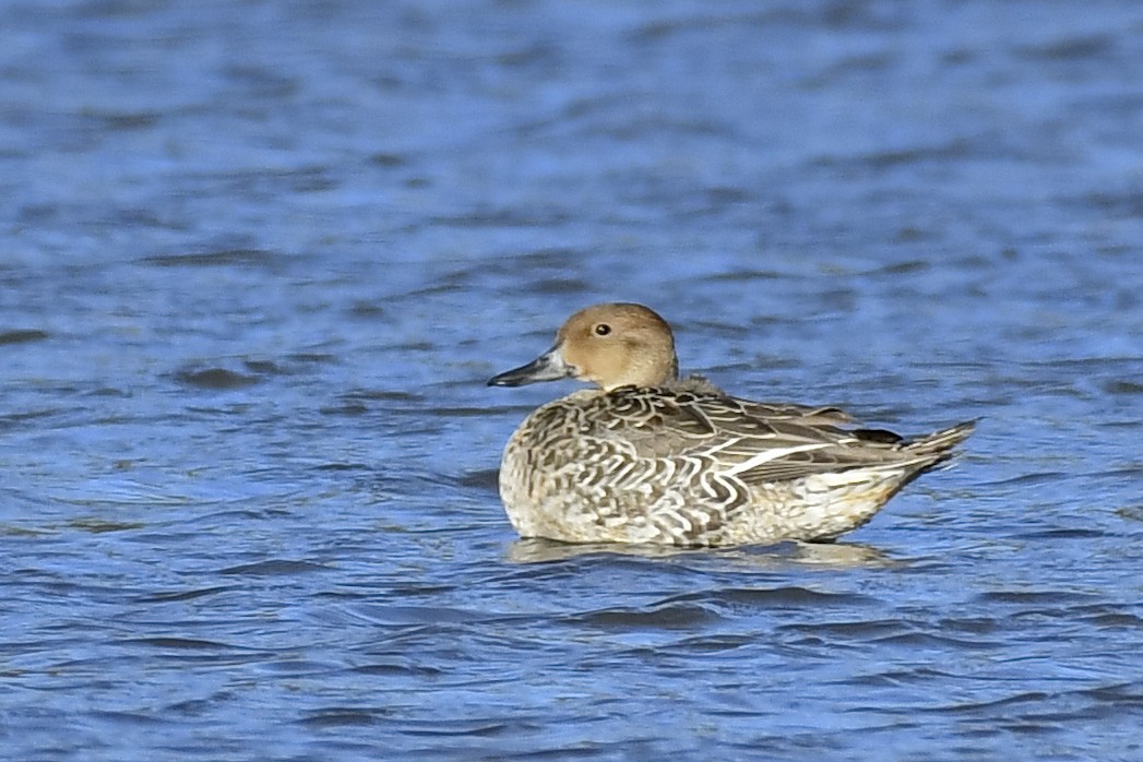 Northern Pintail - ML644999495