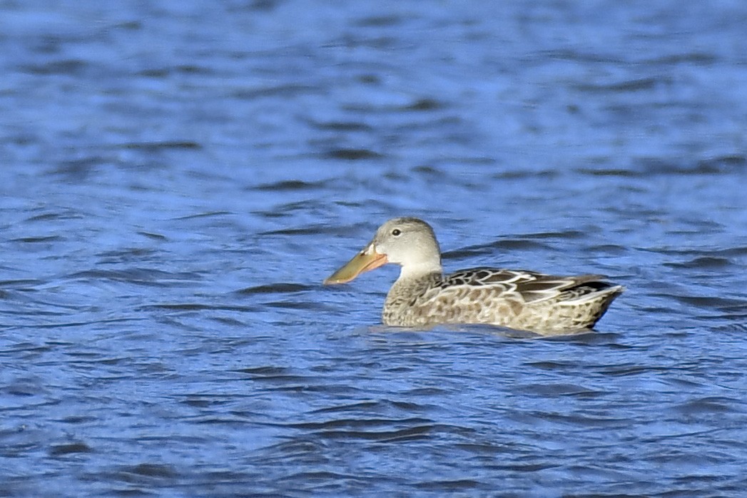 Ahate mokozabal zuria - ML644999499