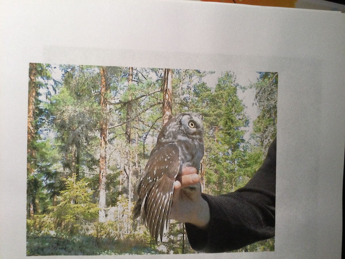 Boreal Owl - ML644999504