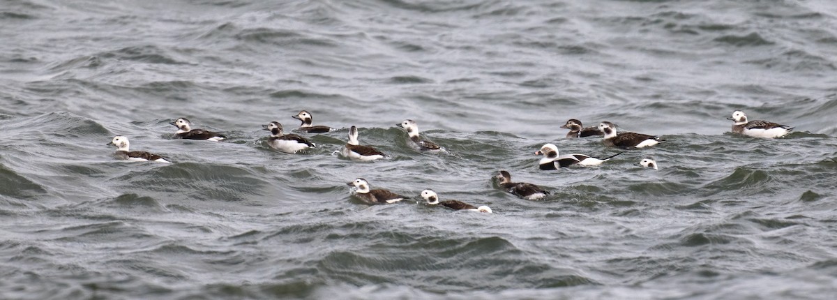 Long-tailed Duck - ML644999505