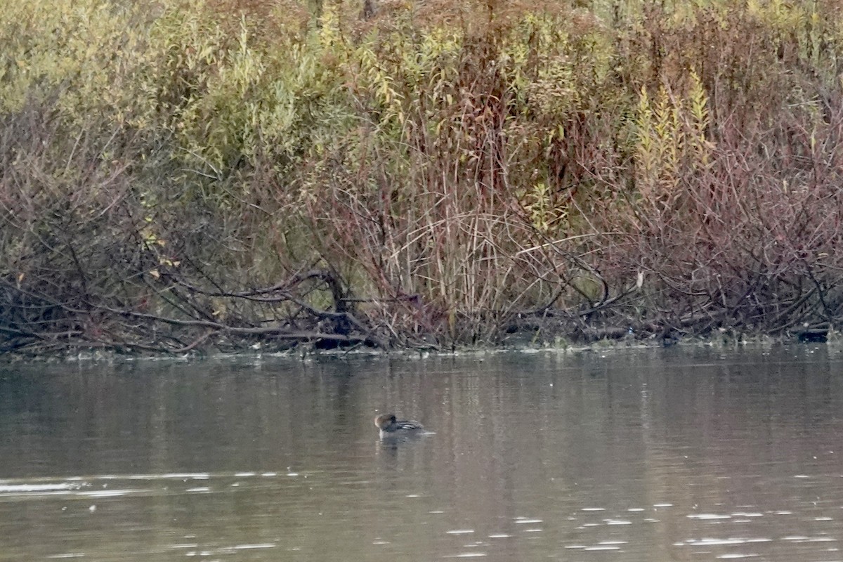 Hooded Merganser - ML644999506