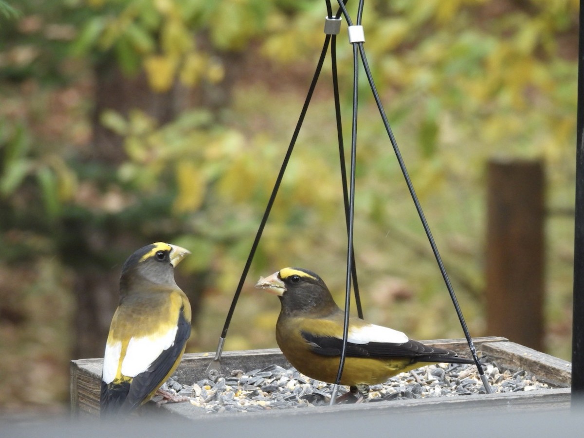 dlask žlutočelý - ML644999513