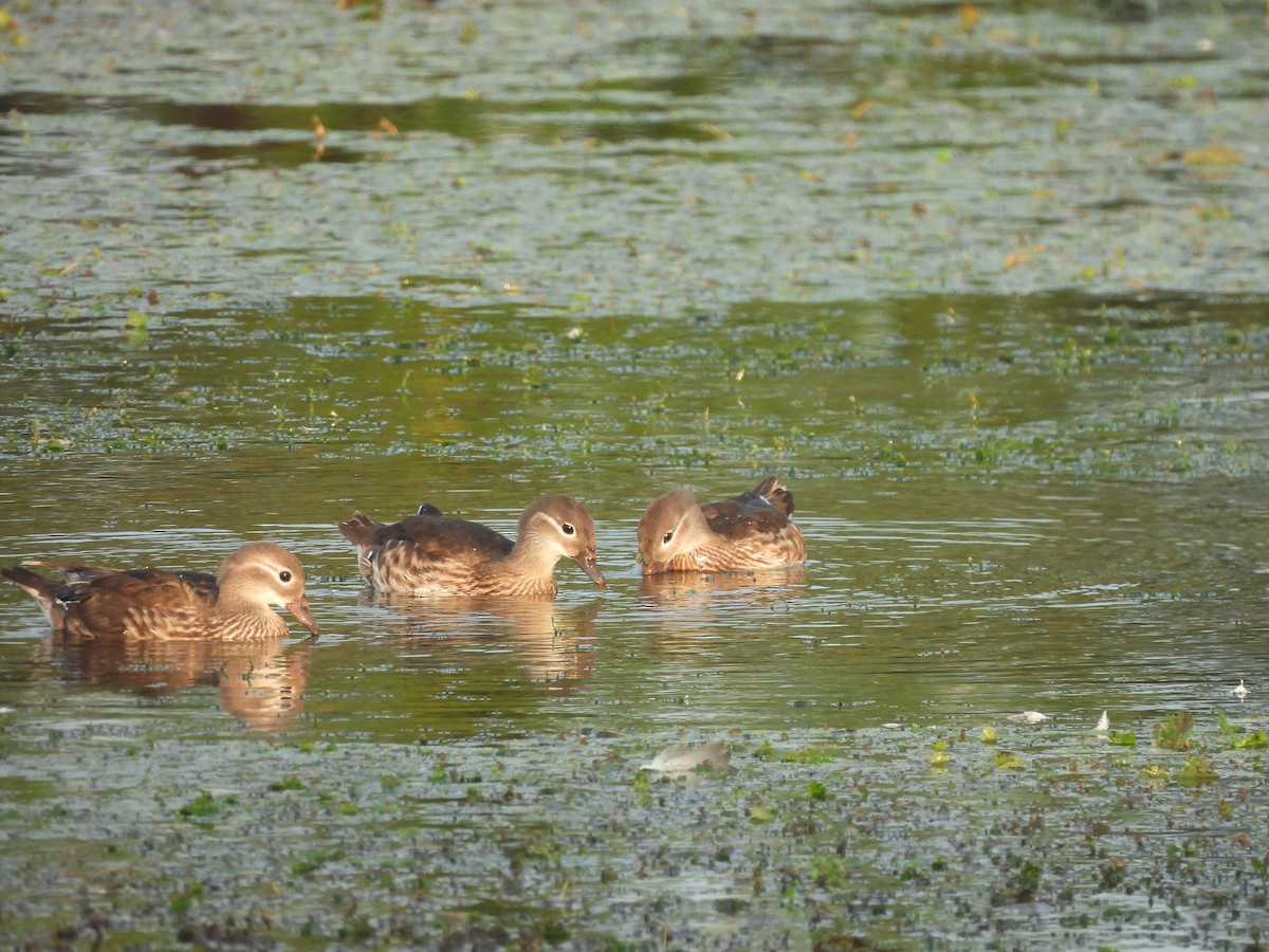 Mandarinente - ML644999517