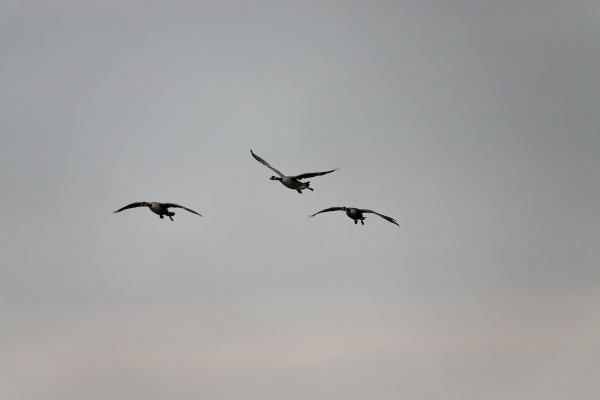 Barnacla Canadiense Grande - ML644999546