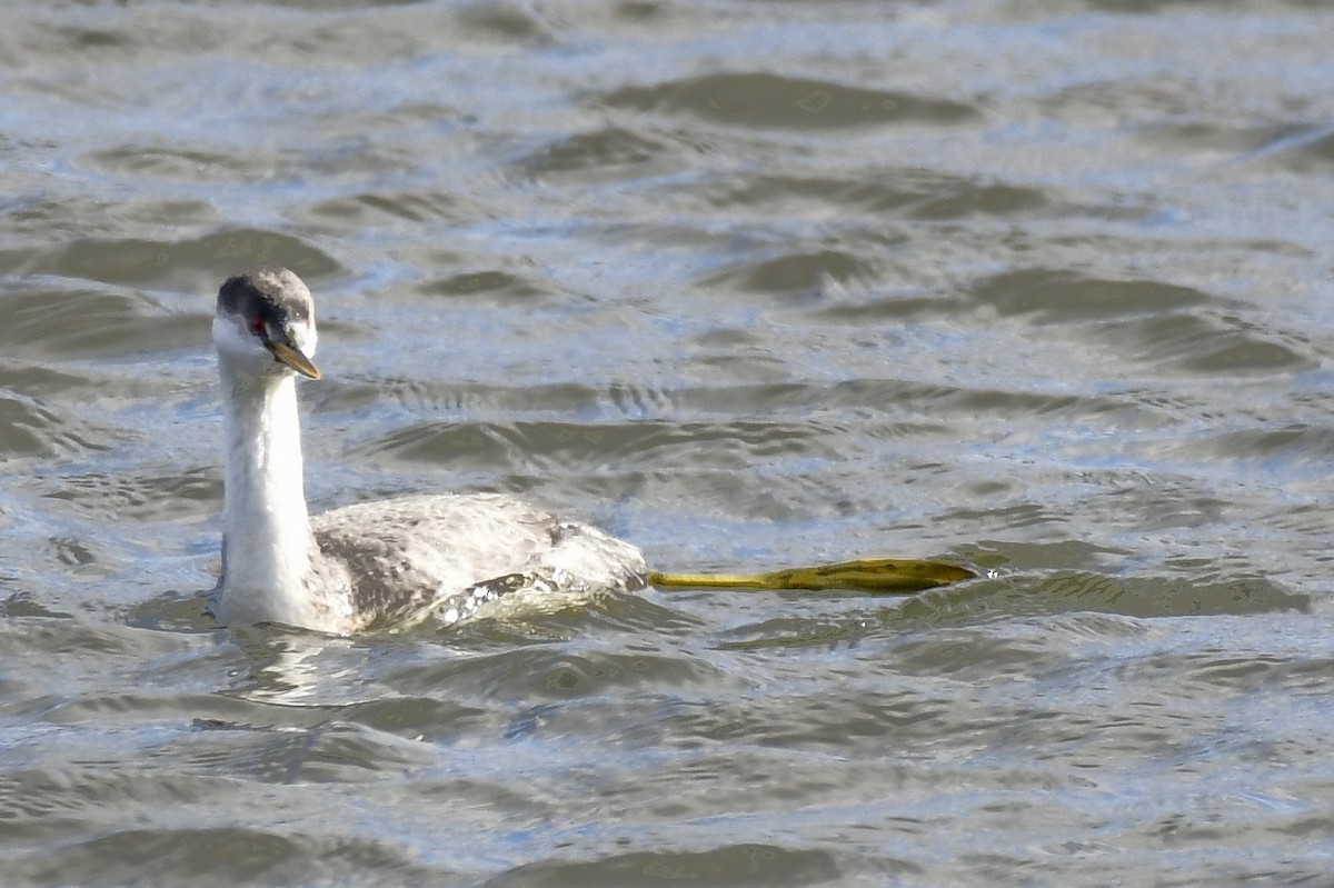 Western Grebe - ML644999580