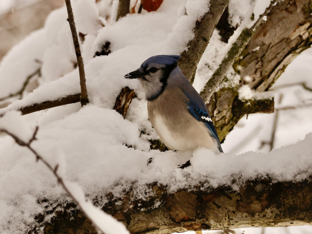 Blue Jay - ML644999585