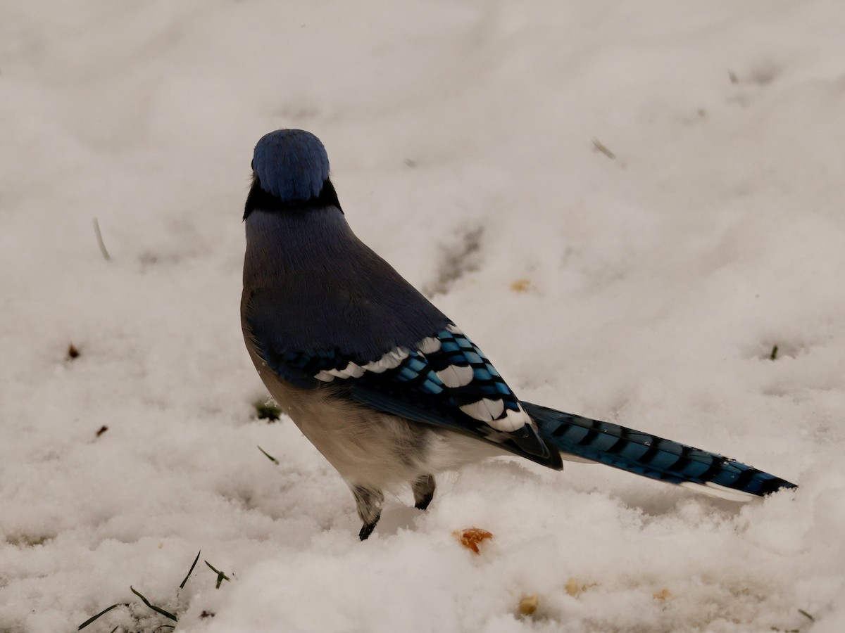 Blue Jay - ML644999586