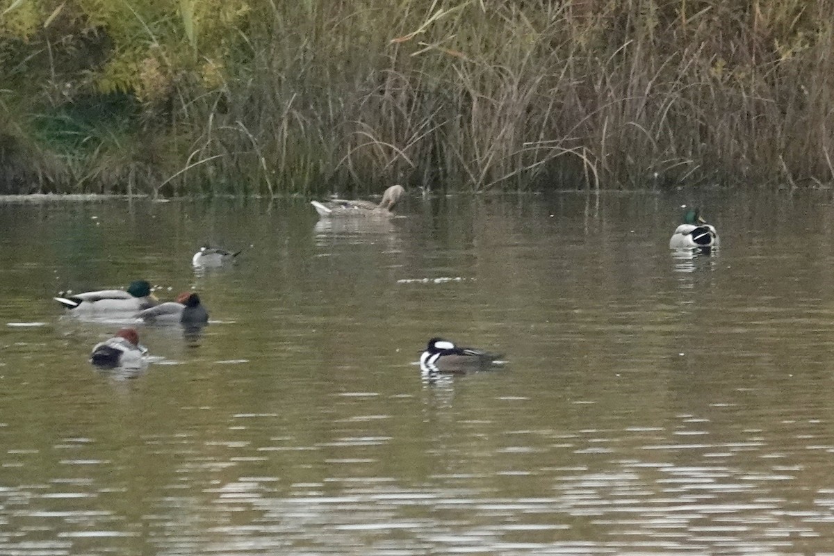 Hooded Merganser - ML644999588