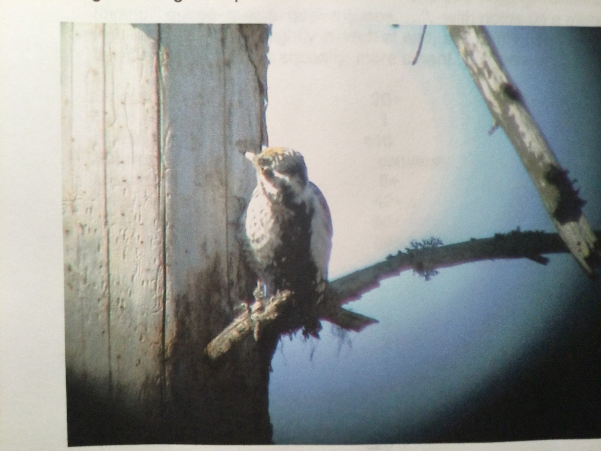 Eurasian Three-toed Woodpecker - ML644999595