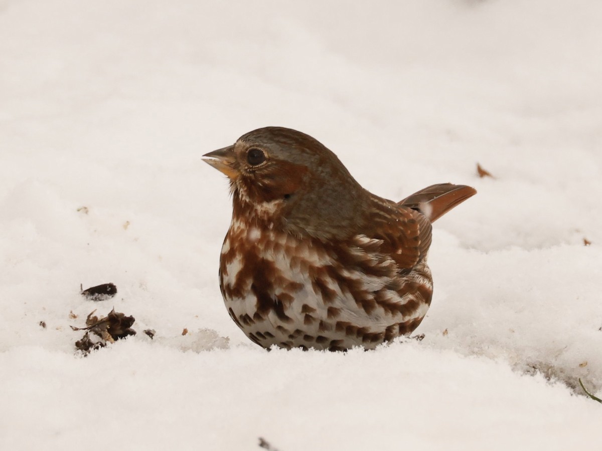 Fox Sparrow (Red) - ML644999609