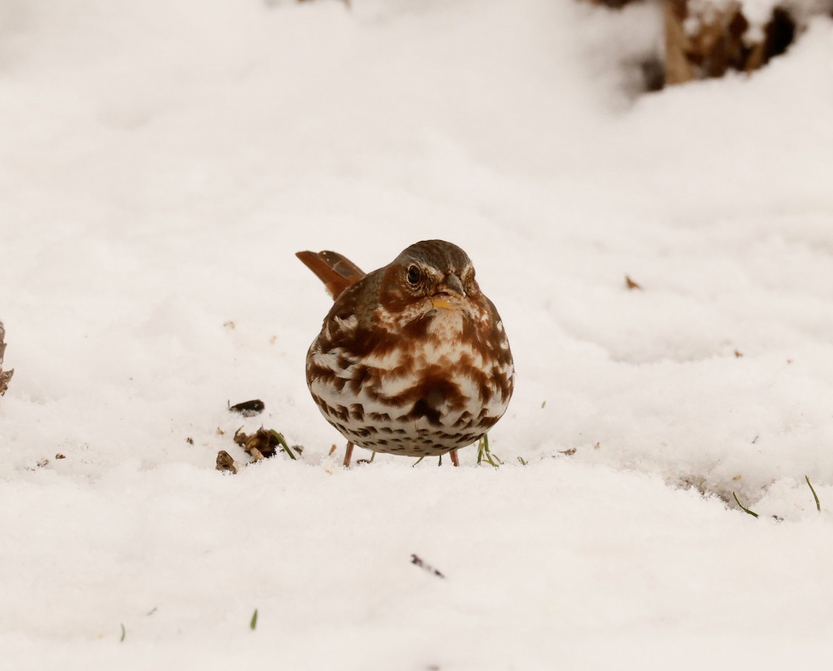 Fox Sparrow (Red) - ML644999610