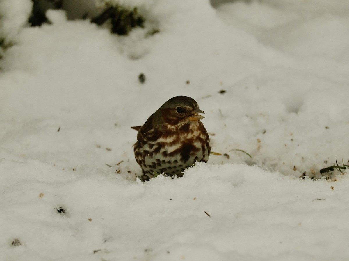 Fox Sparrow (Red) - ML644999611