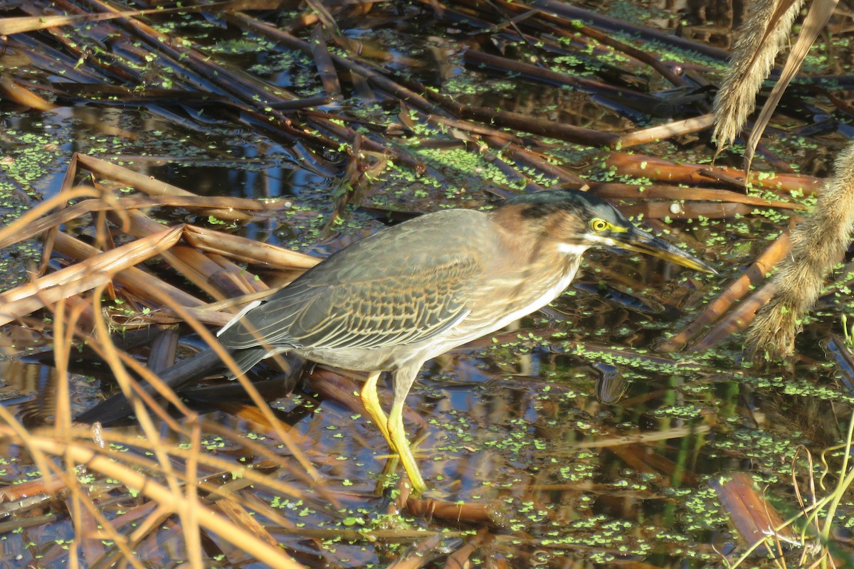 אנפית ירוקה - ML644999615