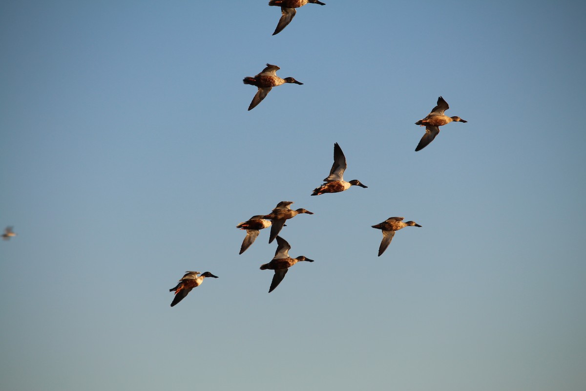 Ahate mokozabal zuria - ML644999622