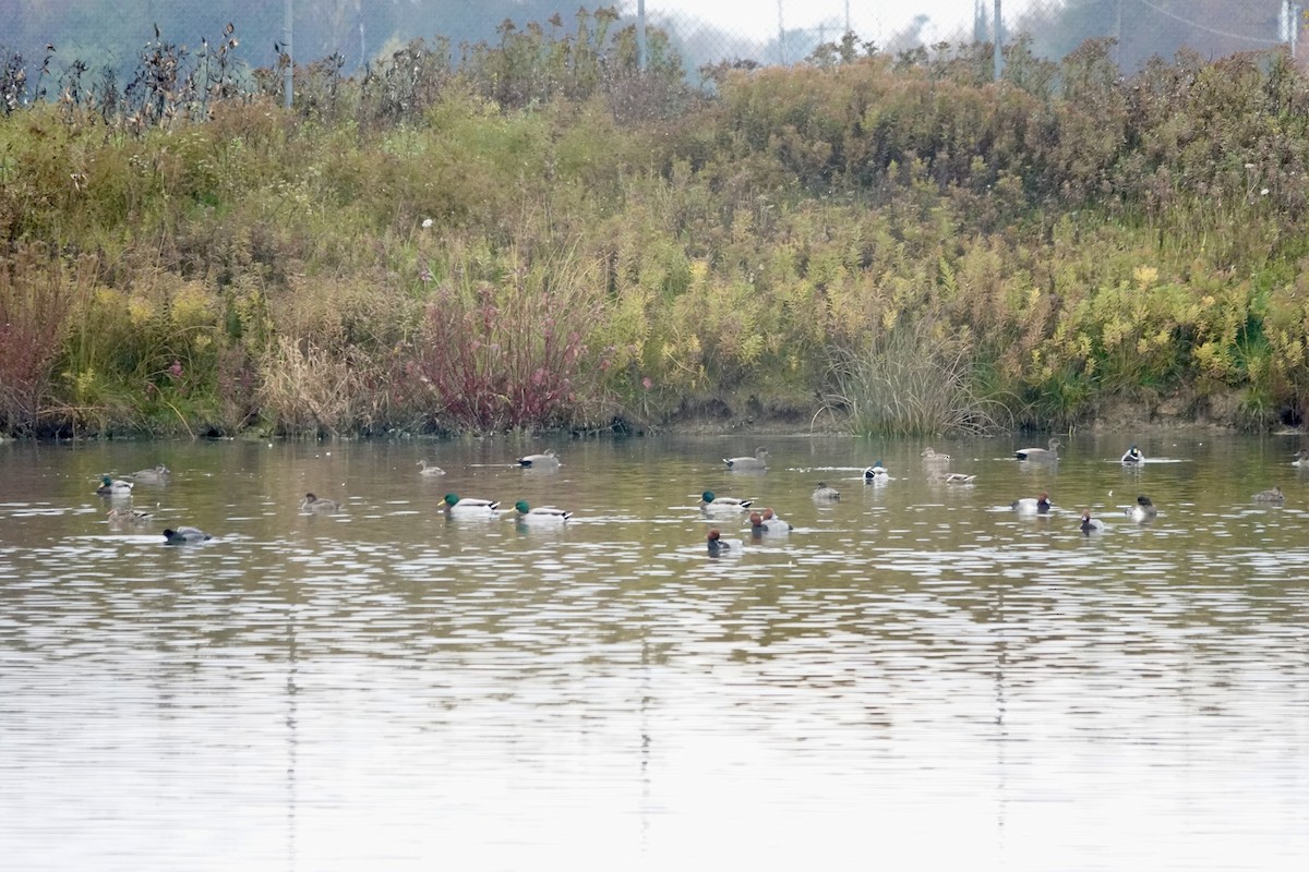 Gadwall - ML644999624