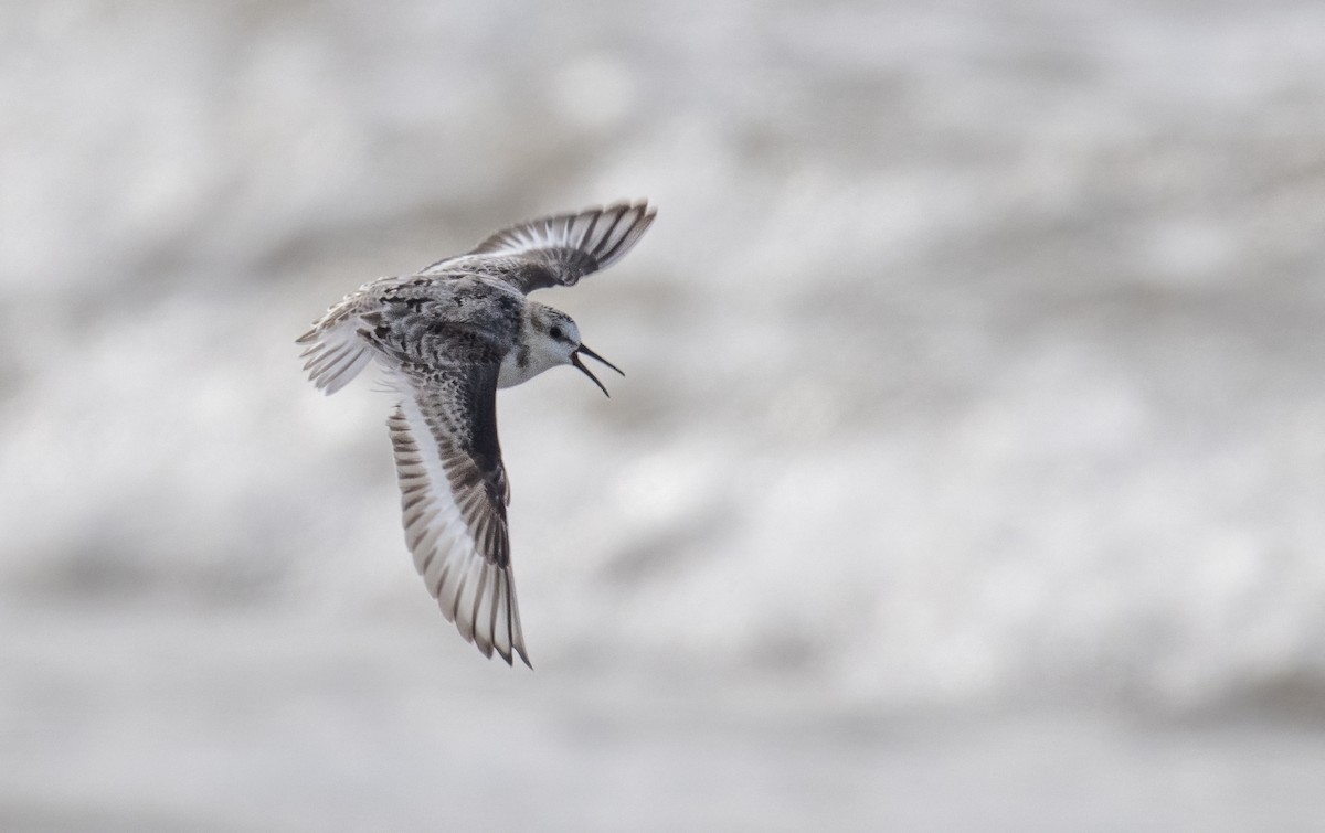 Sanderling - ML644999631