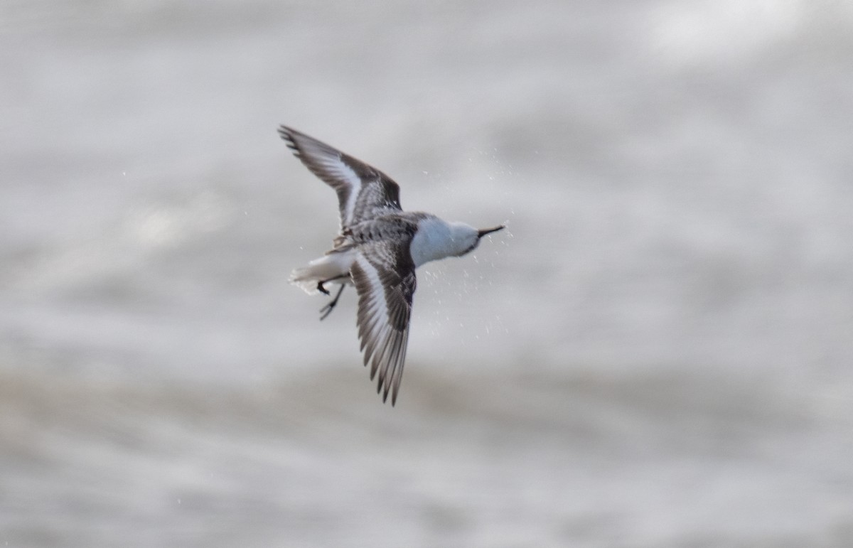 Sanderling - ML644999632