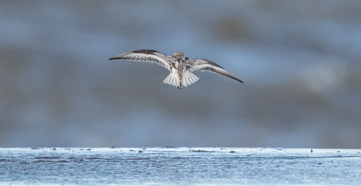 Sanderling - ML644999633