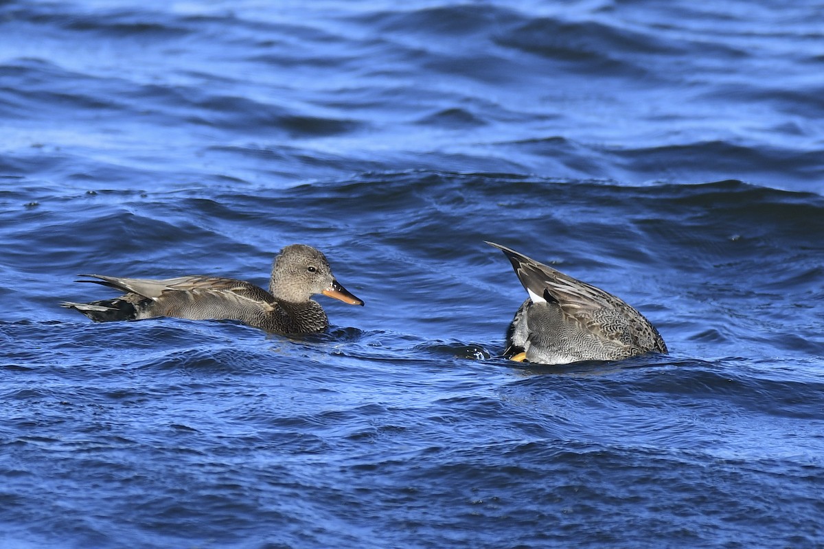 Gadwall - ML644999642