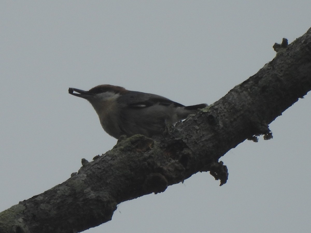 Trepador Cabecipardo - ML644999643