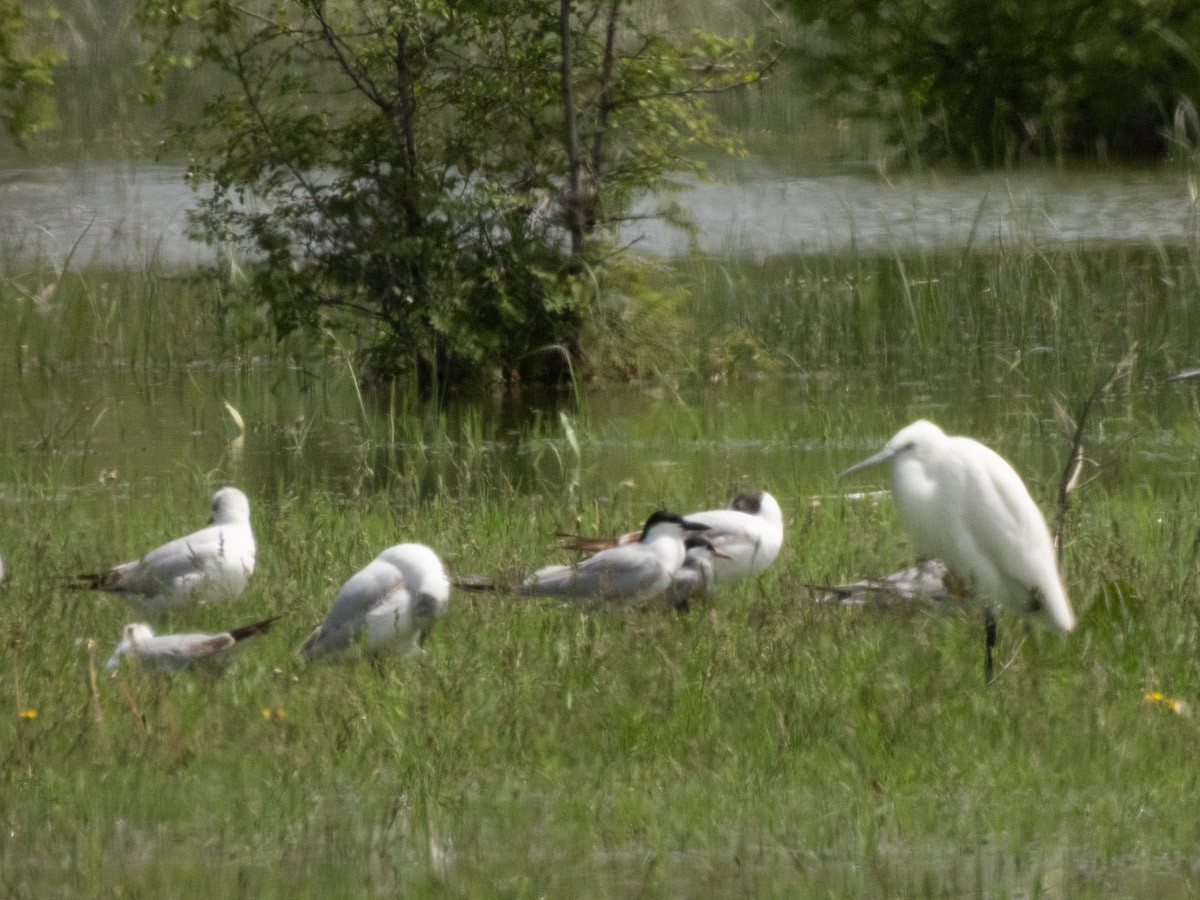 Gull-billed Tern - ML644999648