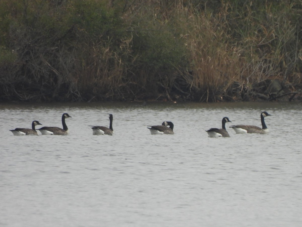 Barnacla Canadiense Grande - ML644999650