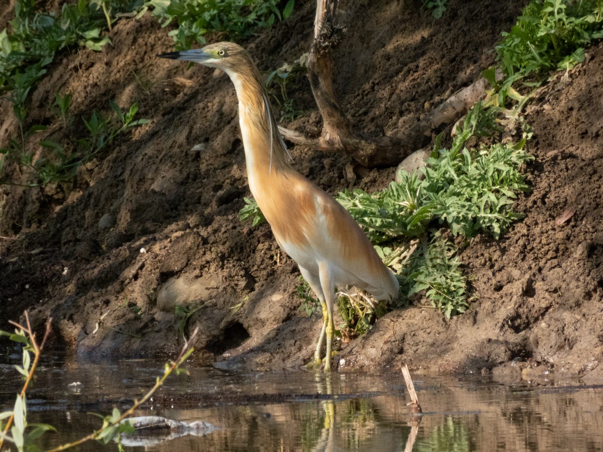 Squacco Heron - ML644999659