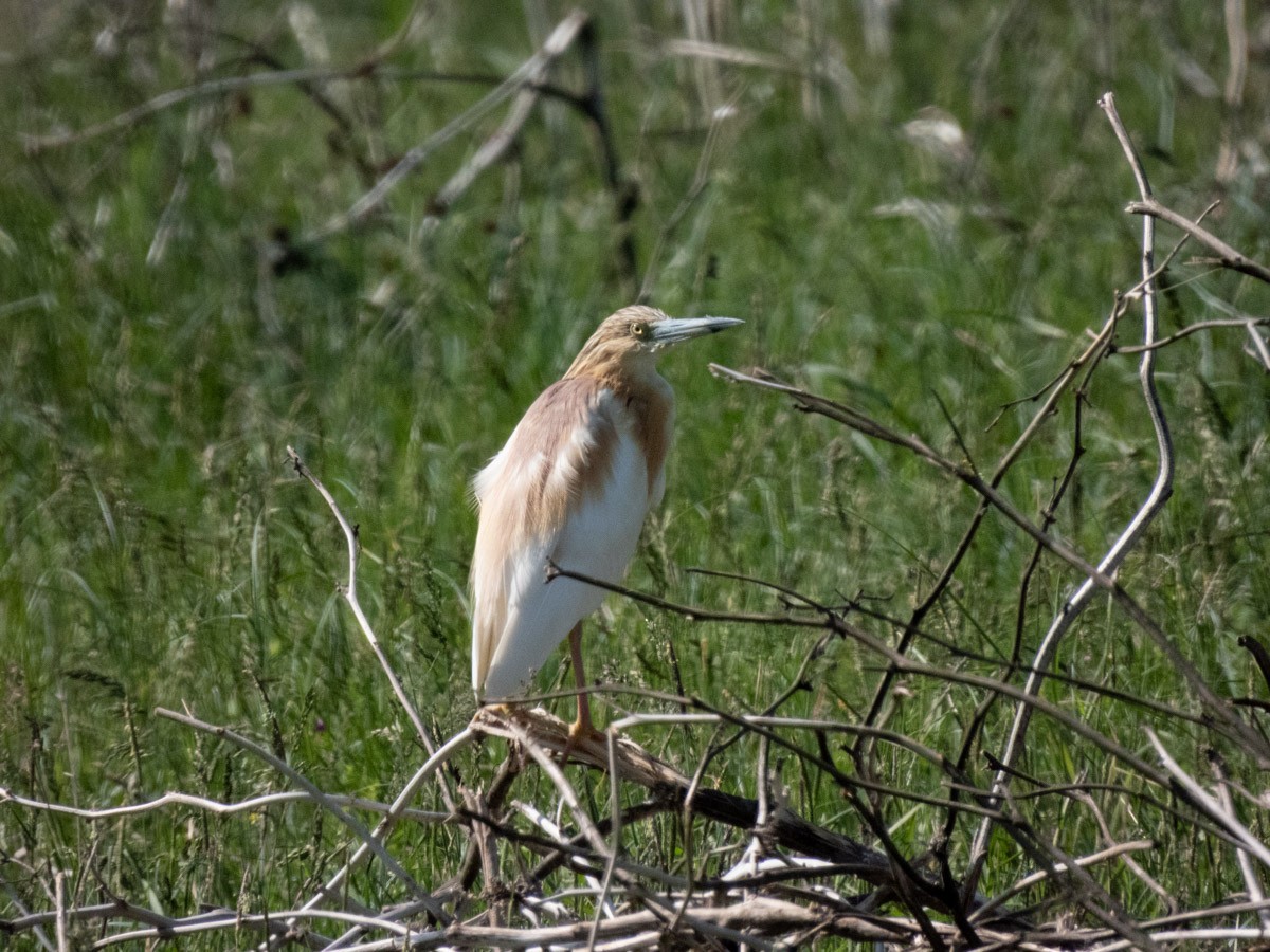 Squacco Heron - ML644999660