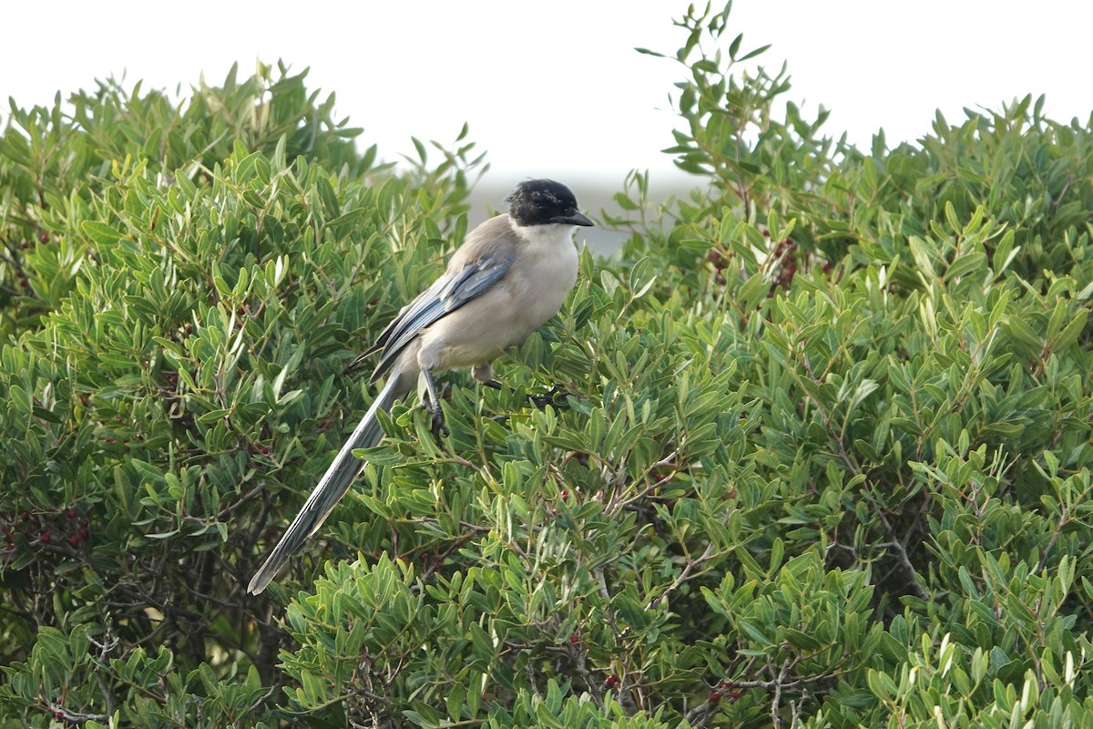 イベリアオナガ - ML644999682