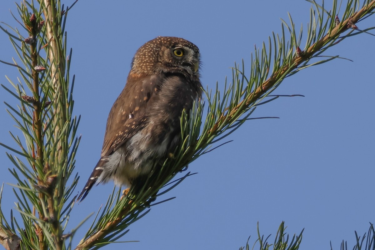 Northern Pygmy-Owl - ML644999686