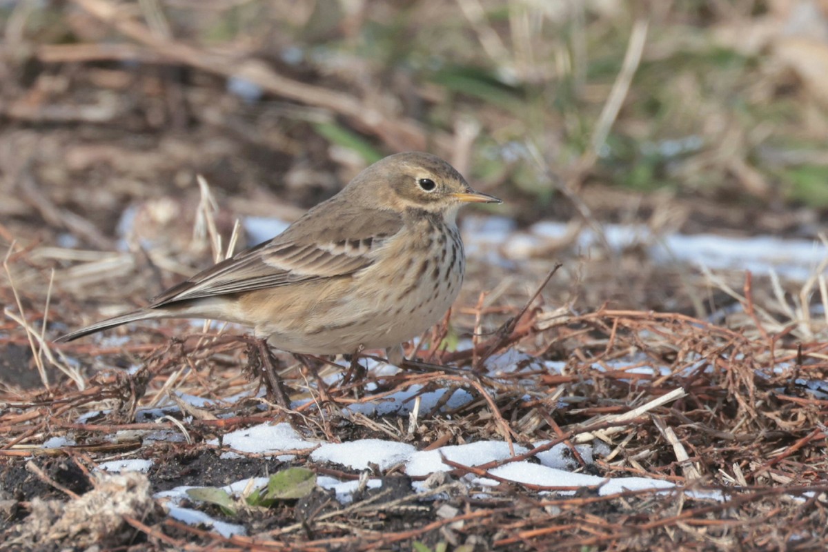 American Pipit - ML644999687