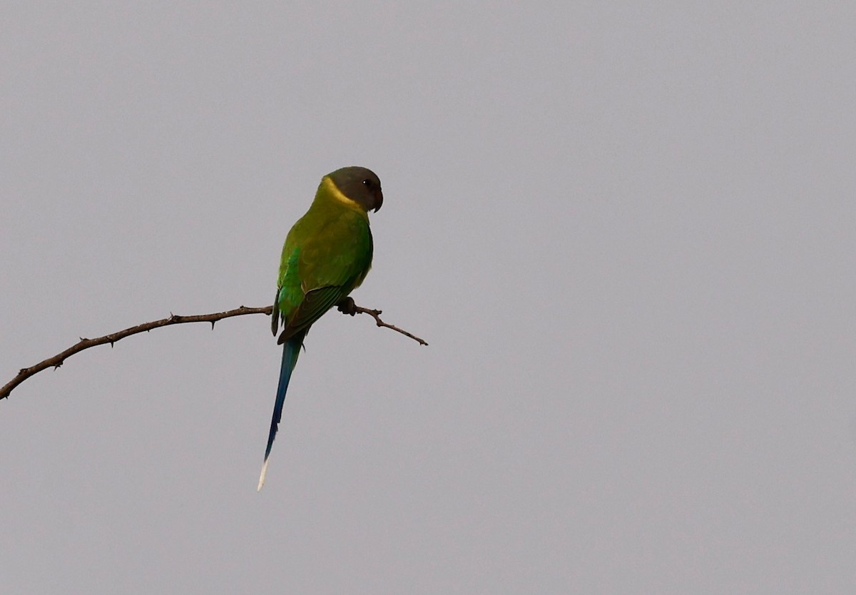 Plum-headed Parakeet - ML644999688