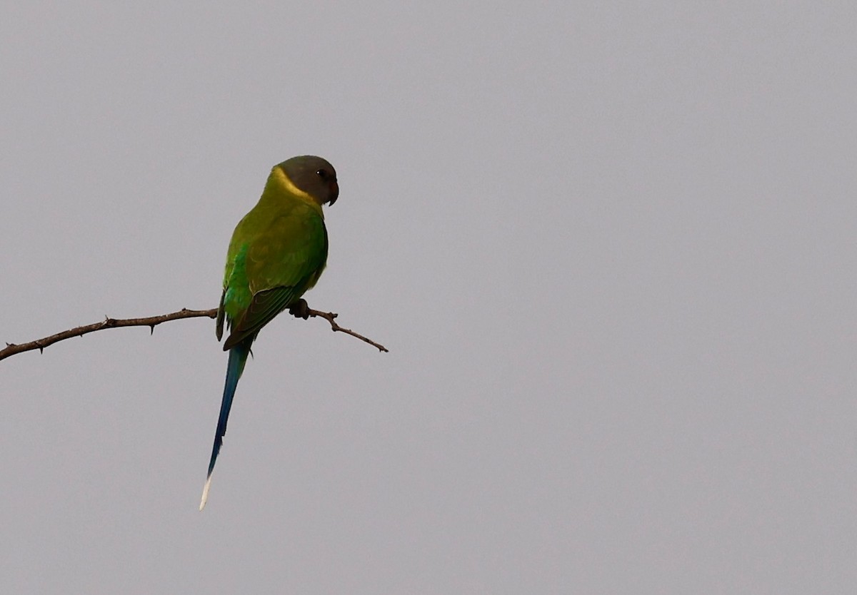 Plum-headed Parakeet - ML644999689