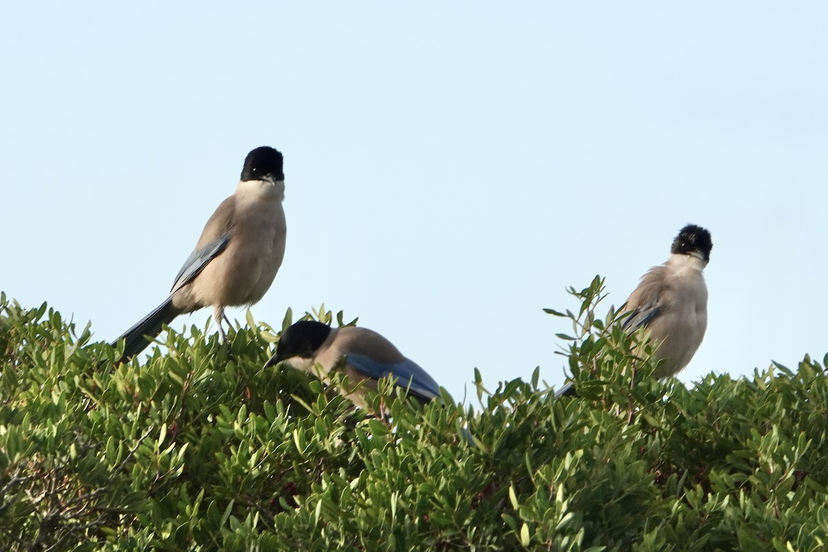 イベリアオナガ - ML644999695