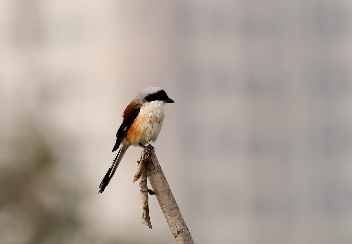 Bay-backed Shrike - ML644999699