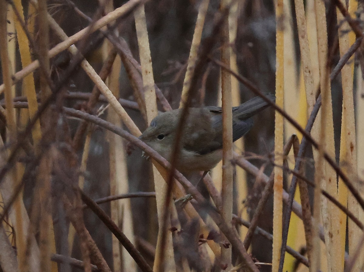 Common Reed Warbler - ML644999709