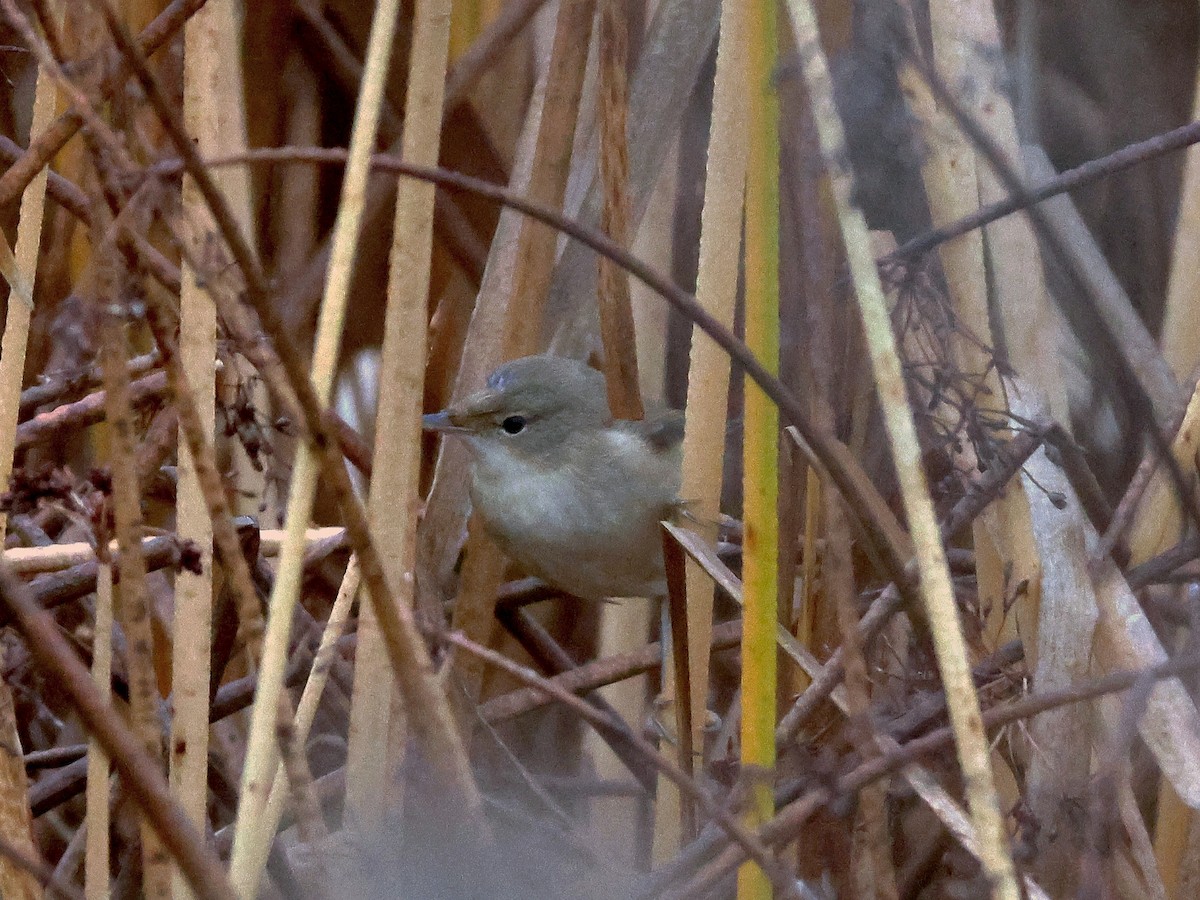 Common Reed Warbler - ML644999710