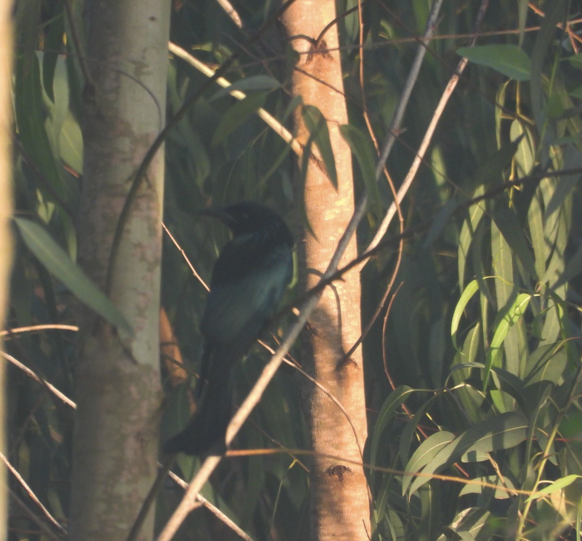 Hair-crested Drongo - ML644999711
