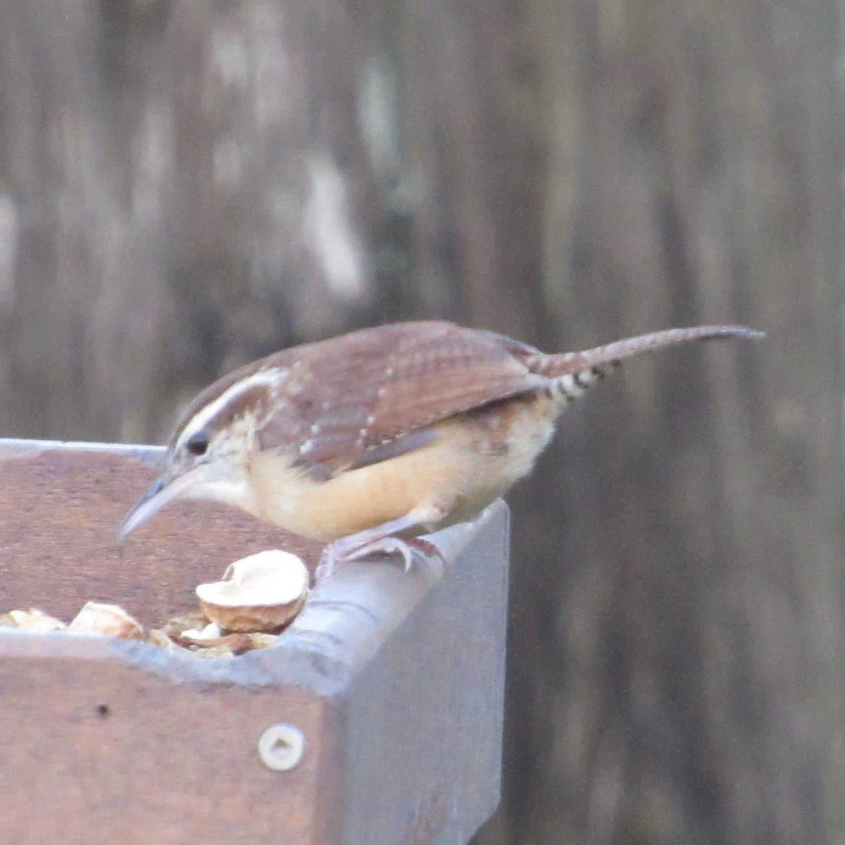 Carolina Wren - ML644999714