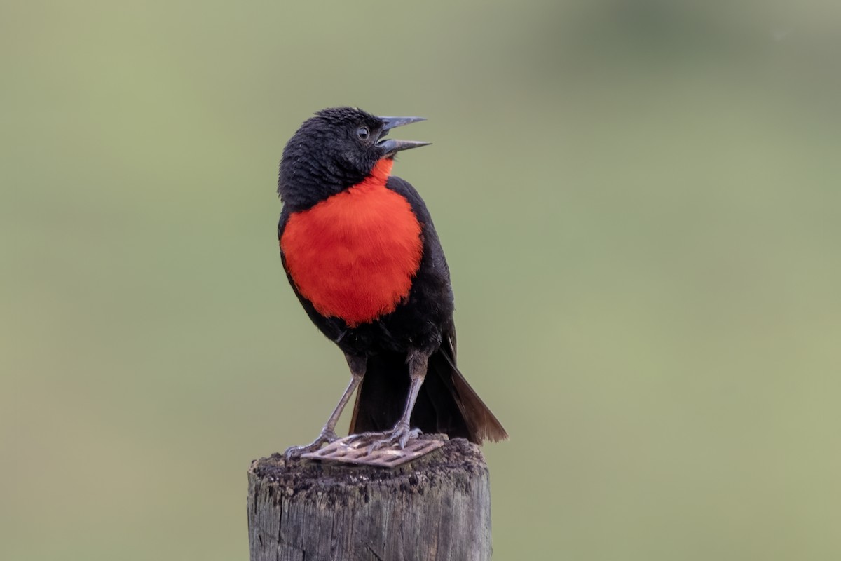 Red-breasted Meadowlark - ML644999720