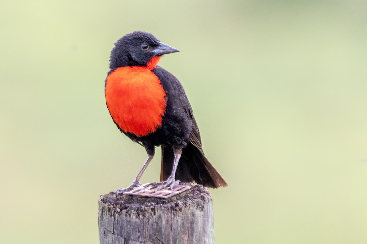 Red-breasted Meadowlark - ML644999721