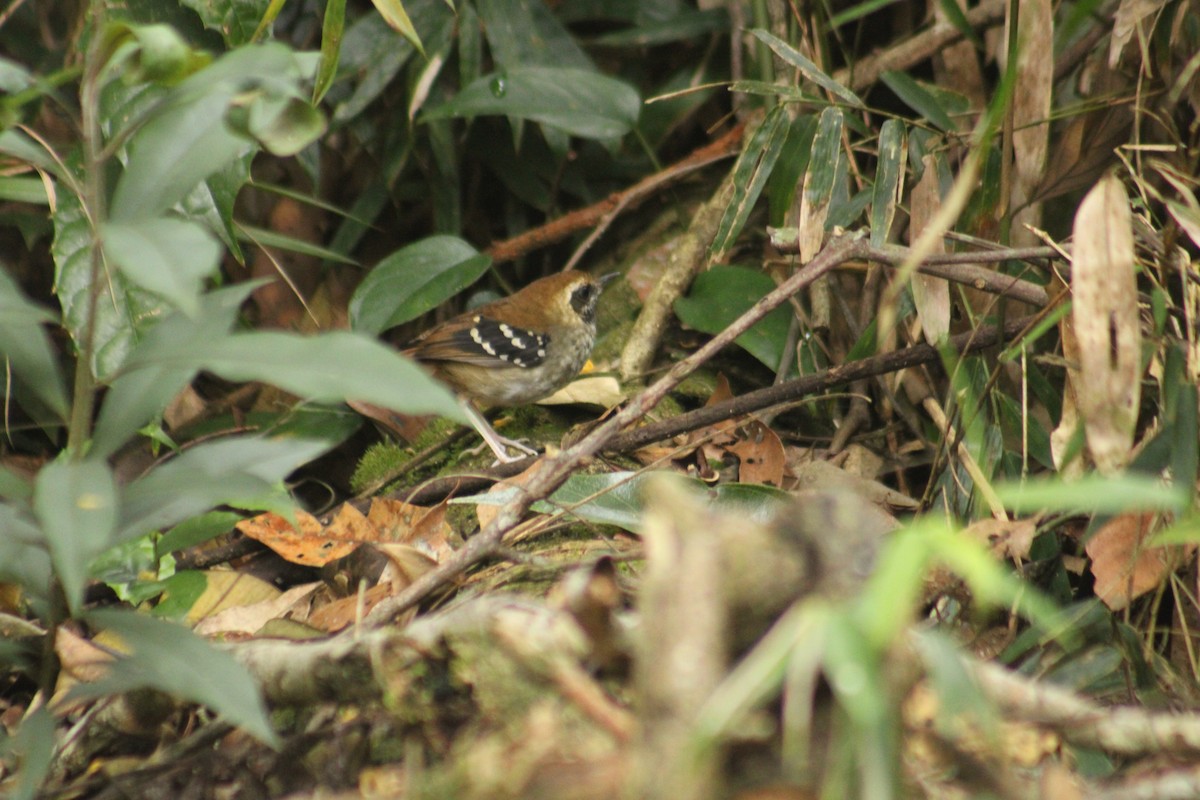 Hormiguero Escamoso - ML644999722