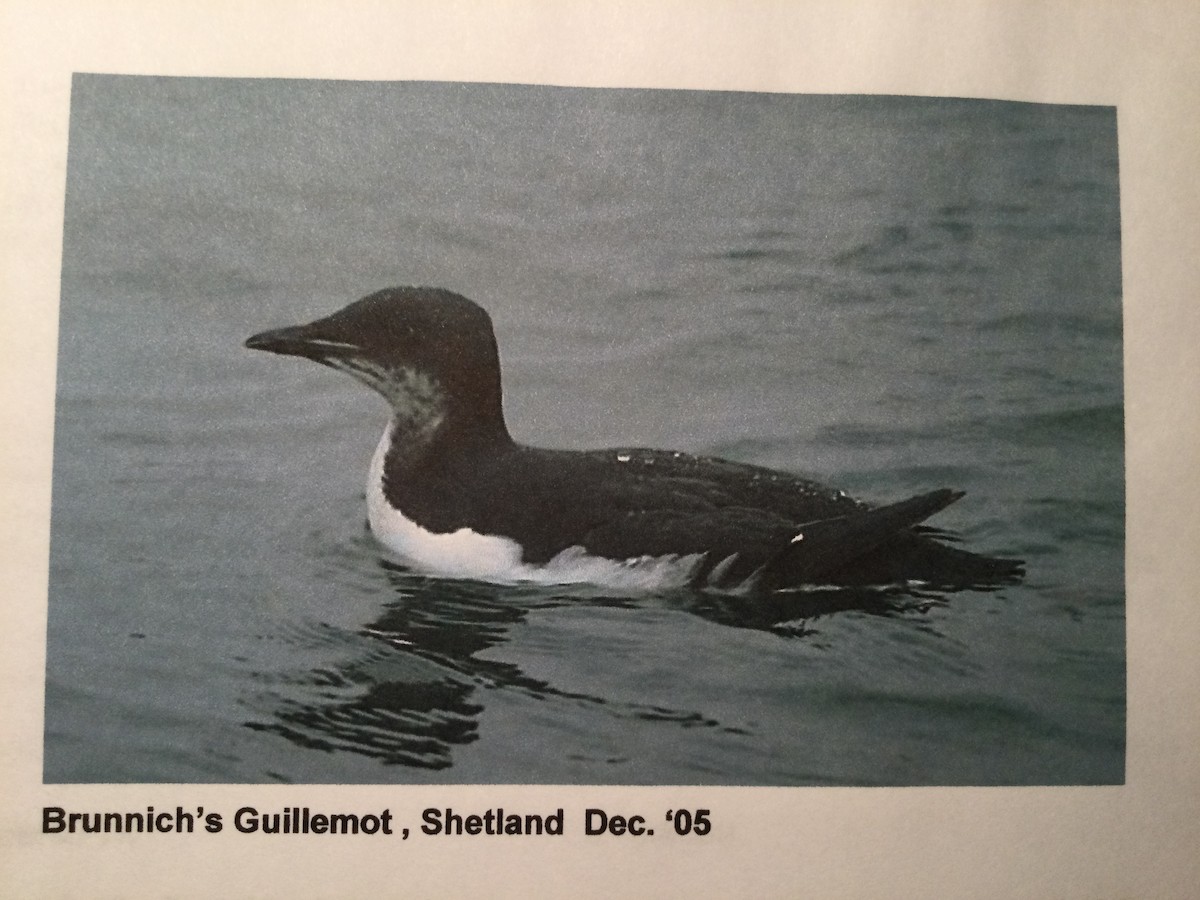 Thick-billed Murre - ML644999725