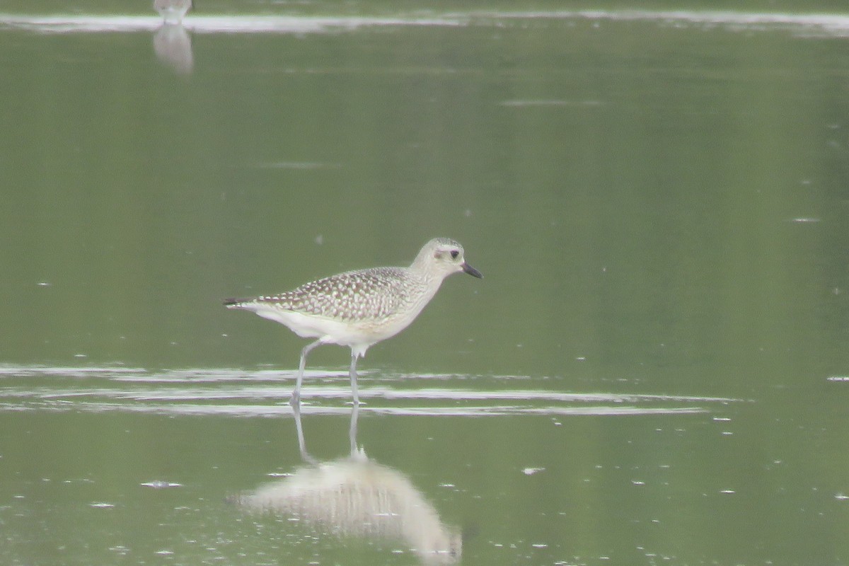 חופזי מנומר - ML644999727