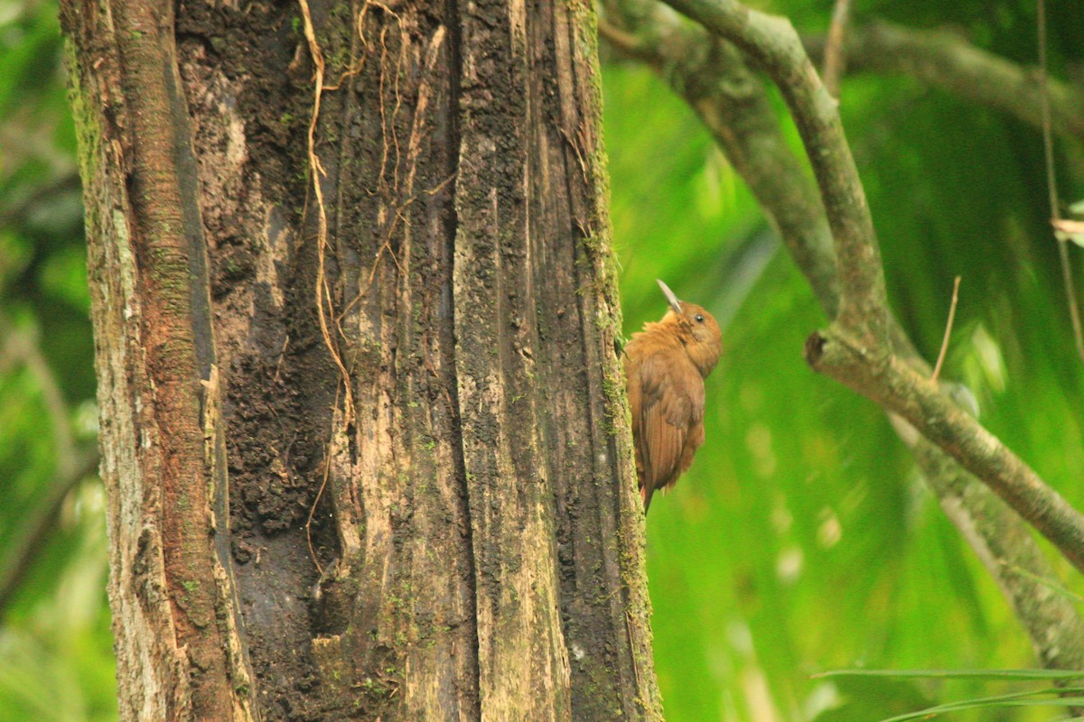 Olivaceous Woodcreeper - ML644999730