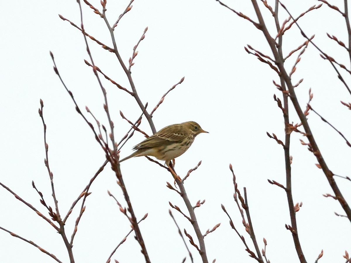 Water Pipit - ML644999731