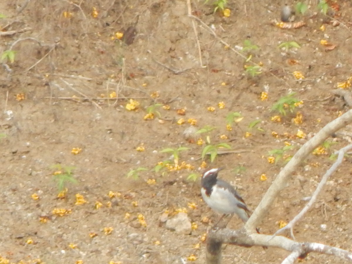 Плиска білоброва - ML644999762